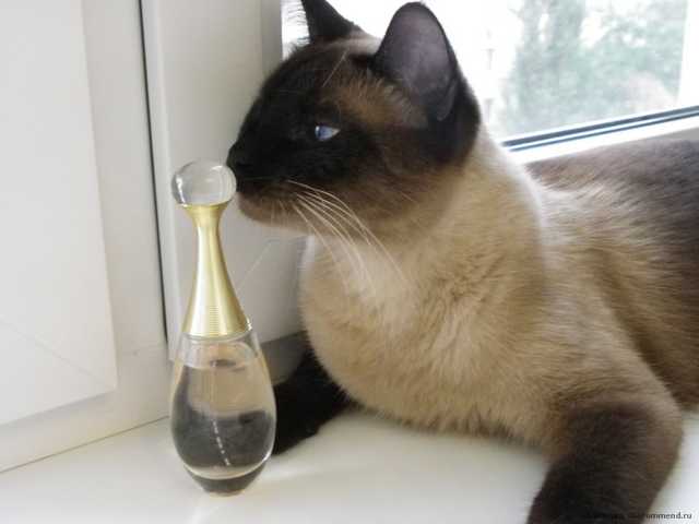 Dior J`adore туалетная вода - фото